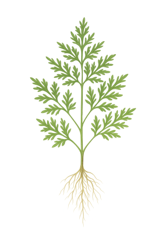 ووتر سبرايت – Water Sprite