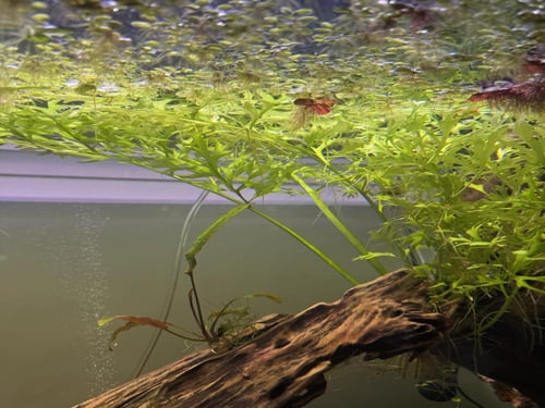 السرخس المائي عريض الأوراق