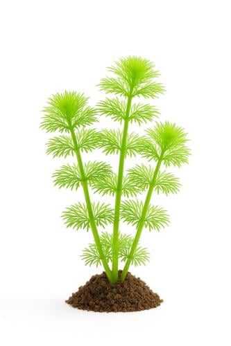 ليمنوفيلا سيسفلورا – Limnophila Sessiliflora