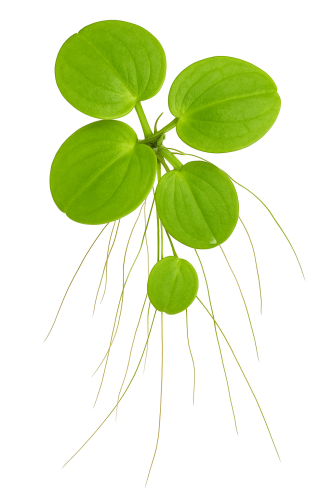 فروغبيت الأمازون – Amazon Frogbit الطافي