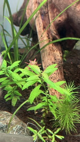 هيجروفِيلا بوليسبرما — Hygrophila polysperma