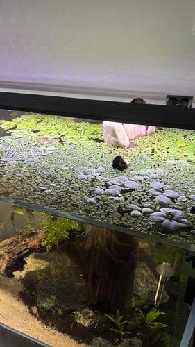 السالفينيا Salvinia الطافي