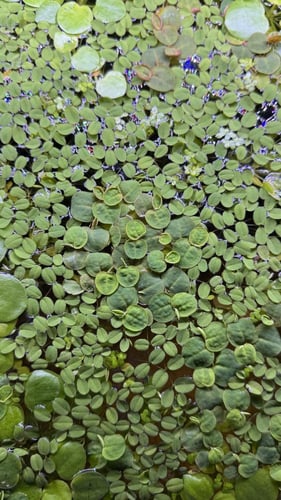 Red Root الطافي