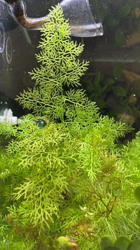 السرخس المائي صغير الأوراق