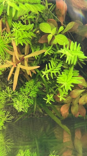 الروتيلا الخضراء - Rotala Green