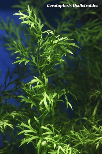 ووتر سبرايت – Water Sprite