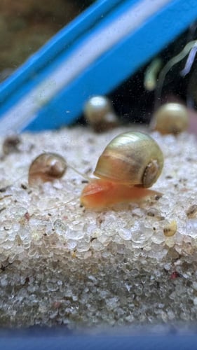 حلزون رامشورن – Ramshorn Snail