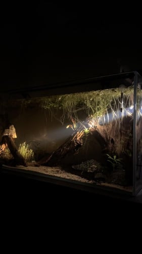 سبوت لايت اصفر