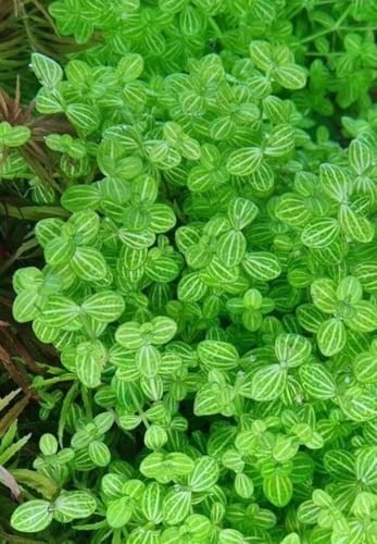ليندرنيا — Lindernia rotundifolia