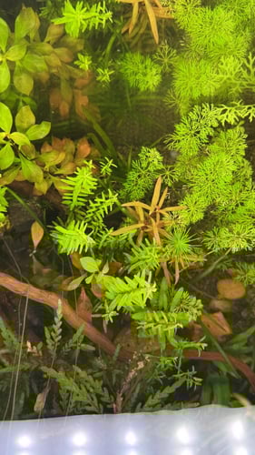 الروتيلا الخضراء - Rotala Green