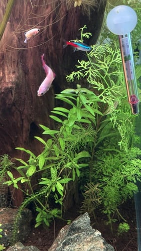 هيجروفِيلا بوليسبرما — Hygrophila polysperma