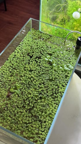 السالفينيا Salvinia الطافي