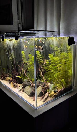 ليمنوفيلا سيسفلورا – Limnophila Sessiliflora