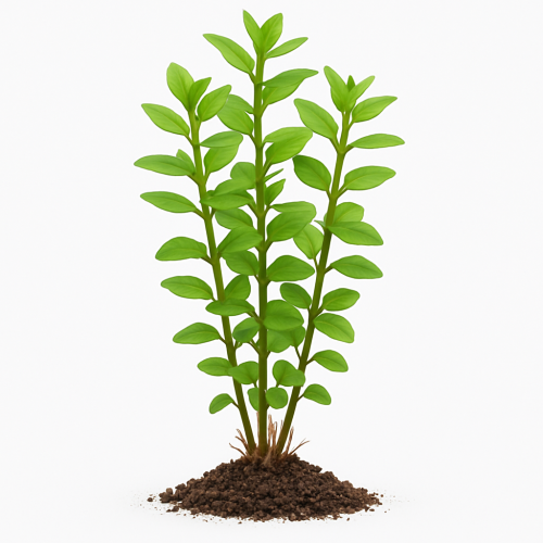 الروتيلا الخضراء - Rotala Green