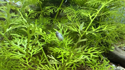 حلزون المثانة – Bladder Snail