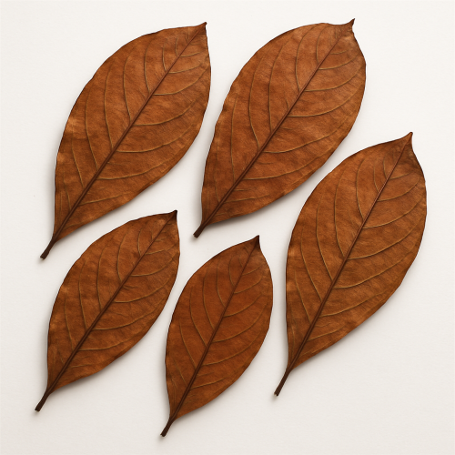 ورق اللوز الهندي