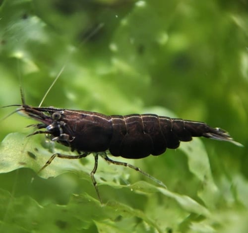 شريمب بلاك روز – Black Rose Shrim