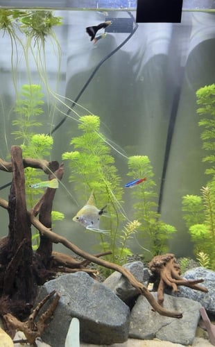 ليمنوفيلا سيسفلورا – Limnophila Sessiliflora