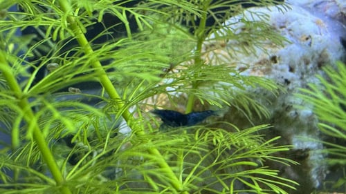 شريمب أزرق – Blue Shrimp