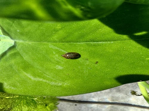 حلزون المثانة – Bladder Snail