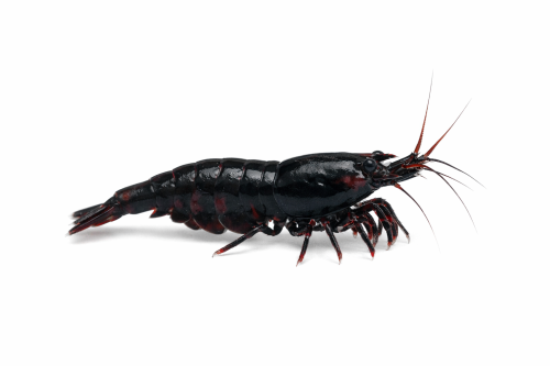 شريمب بلاك روز – Black Rose Shrim