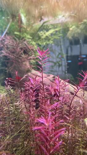 روتيلا الحمراء- Red Rotala