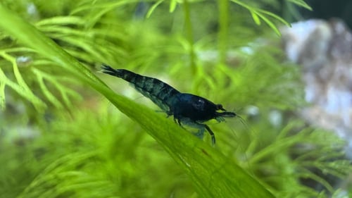 شريمب أزرق – Blue Shrimp