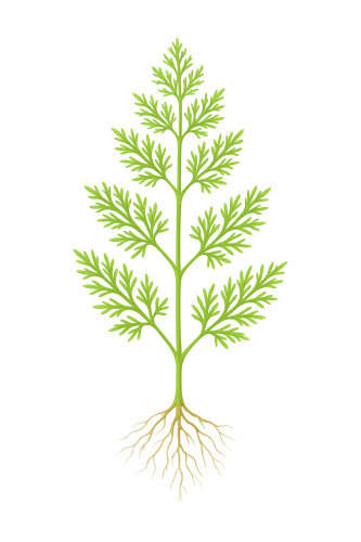 السرخس المائي صغير الأوراق