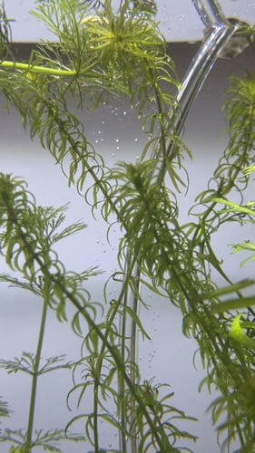 إلوديا دانسا – Elodea densa