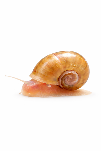 حلزون رامشورن – Ramshorn Snail