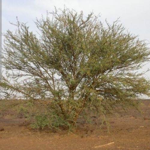 بكت بذور السلم