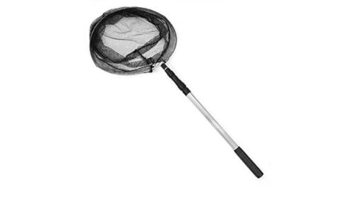 مخدجة عصافير