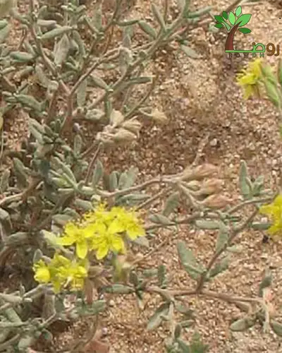 بكت بذور رقروق