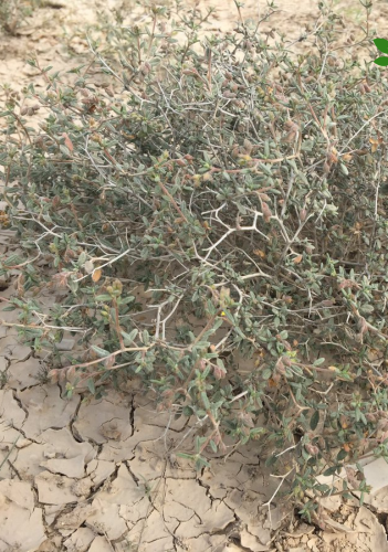 بذور رقروق 250 جرام