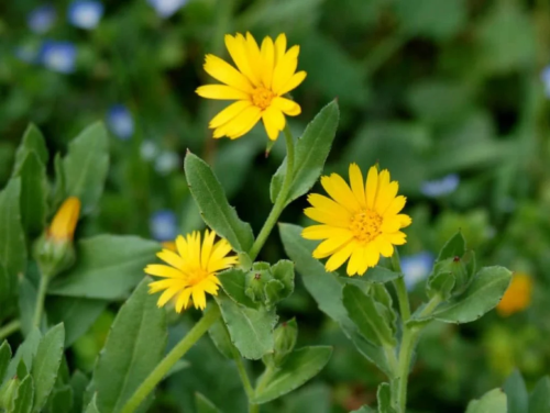 بكت بذور حنوه