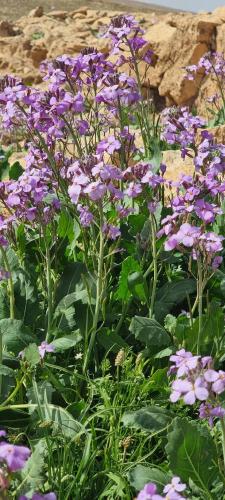 بكت بذور يهق