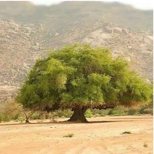 بكت بذور السدر البري