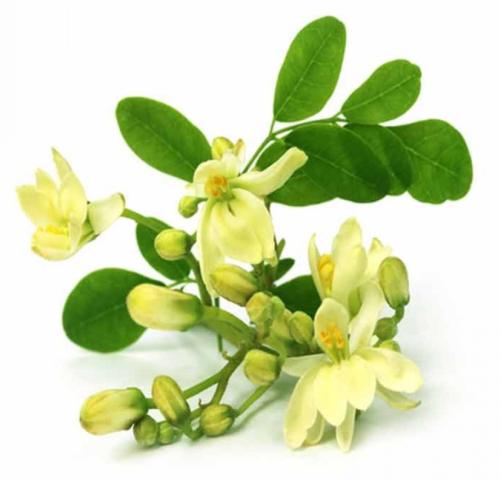 أزهار المورينجا المجففة(قطاف رضوى)