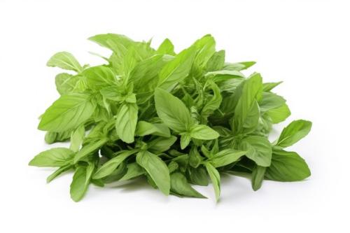ريحان إيطالي عضوي(مزرعة نضال)