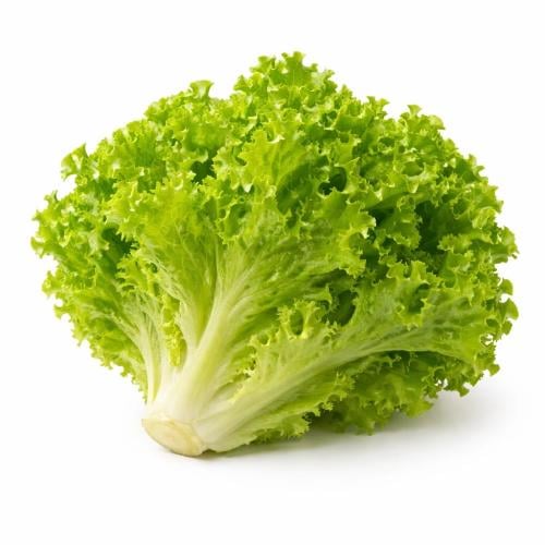 خس عضوي السلوى