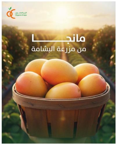 مانجو ألياف(مزرعة البشامة)