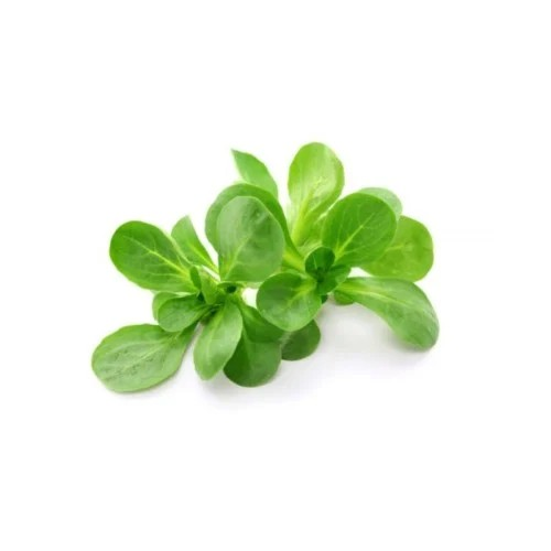 بقلة (جرجير الماء)عضوي حزمة المزرعة التقنية(تكنوفا...