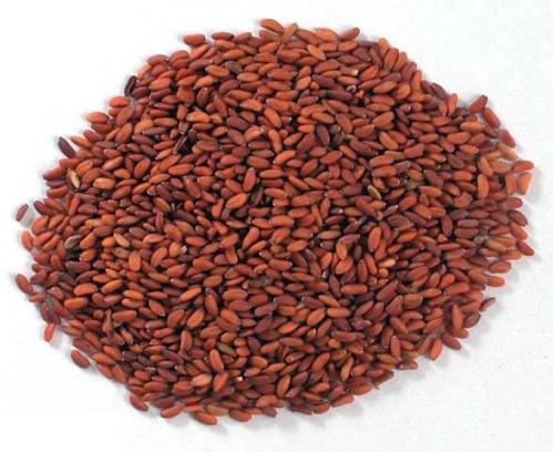 رشاد عضوي الريانة