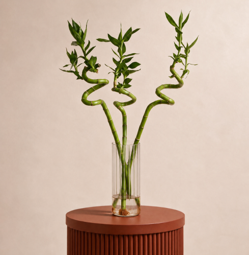 Dutch bamboo 120cm 5 branches