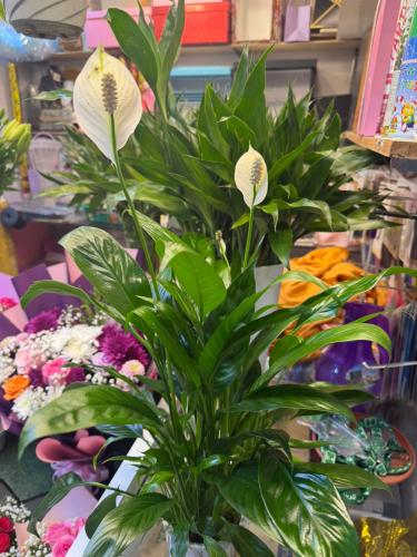 Peace Lily – Spathiphyllum