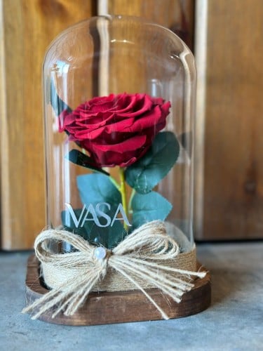 جوري دائم معالج احمر كبير