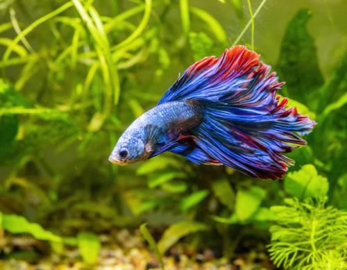 ذكر سمكة الفايتر بيتا لأحواض الزينة Male Betta Fis...