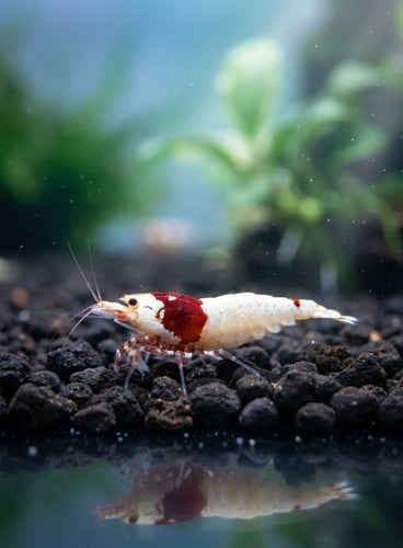 Crystal Red Shrimp