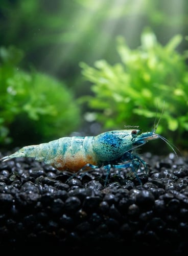 Blue Bolt Shrimp