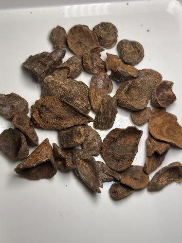 فرزة نوادر قواقع منوع 55.5g